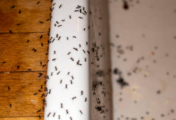 Best Local Pest Control Services  in Groesbeck, OH
