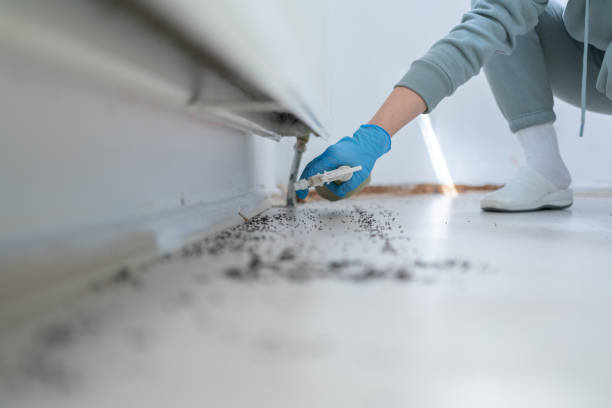 Best Affordable Pest Control Services  in Groesbeck, OH